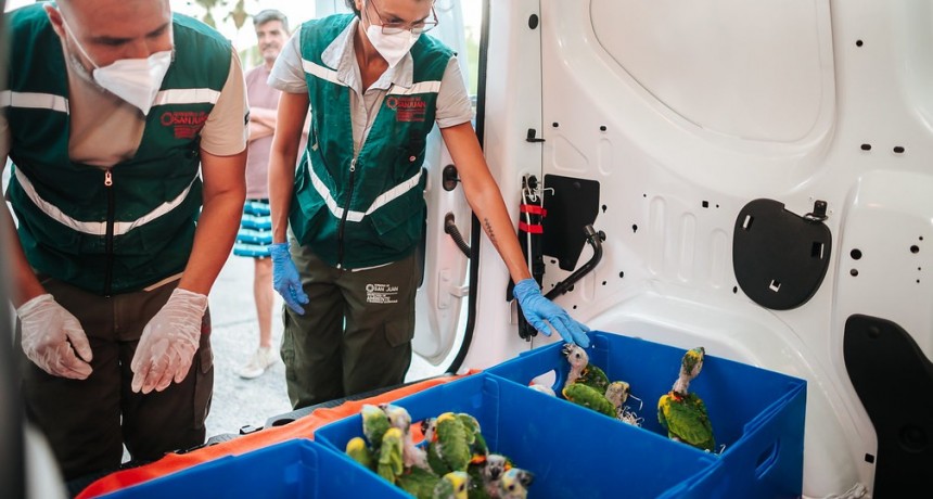 Los loros rescatados en San Juan emprendieron su viaje a Chaco