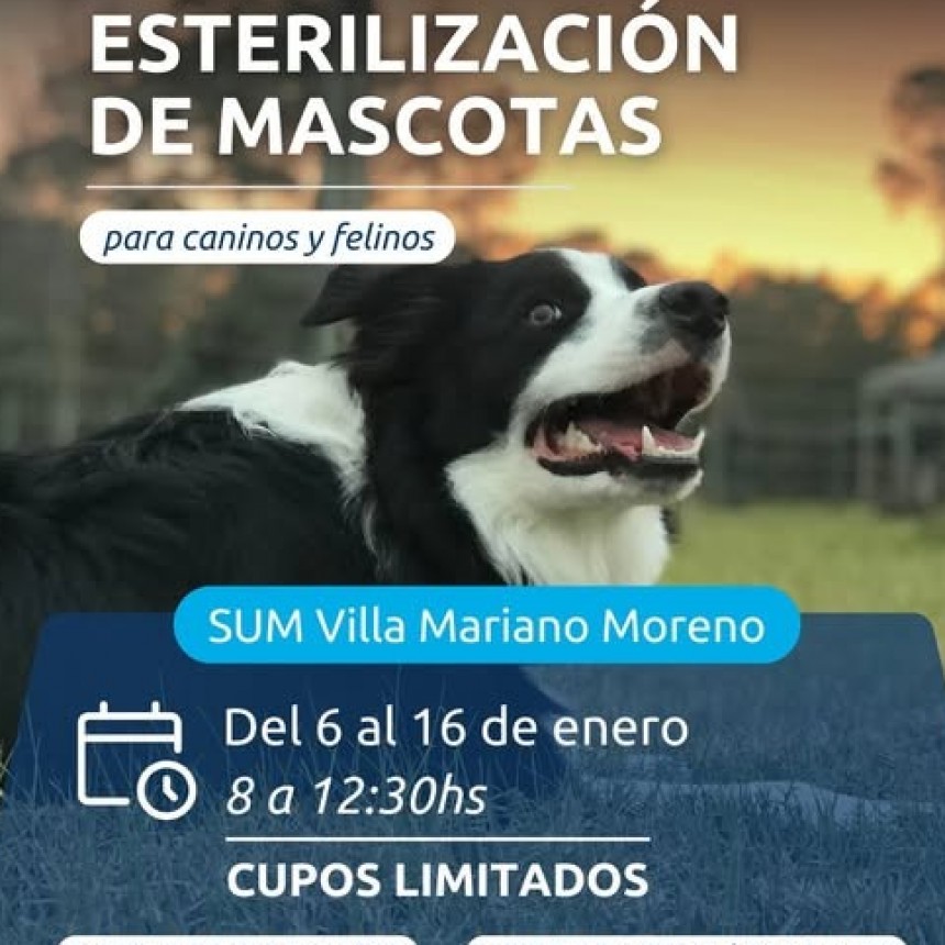 Campaña de Esterilización de Mascotas en Villa Mariano Moreno: fechas y requisitos