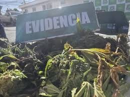 Histórico operativo en el Valle del Elqui: Carabineros secuestró más de 9.000 plantas de cannabis