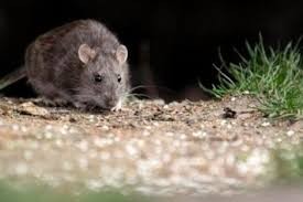 Alerta sanitaria en Chubut: murió una mujer por hantavirus y ya son dos casos en una semana