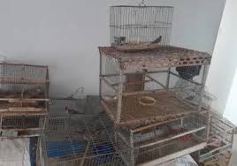 Chimbas: secuestran aves autóctonas en una vivienda del barrio San Francisco