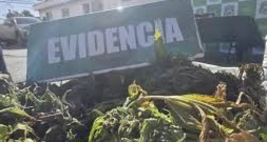 Histórico operativo en el Valle del Elqui: Carabineros secuestró más de 9.000 plantas de cannabis