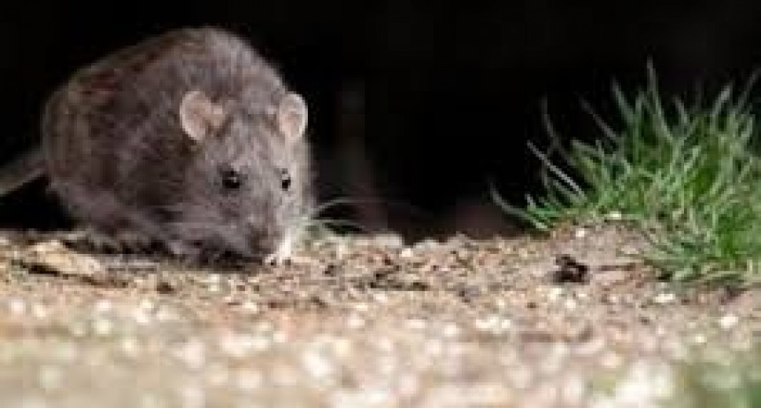 Alerta sanitaria en Chubut: murió una mujer por hantavirus y ya son dos casos en una semana