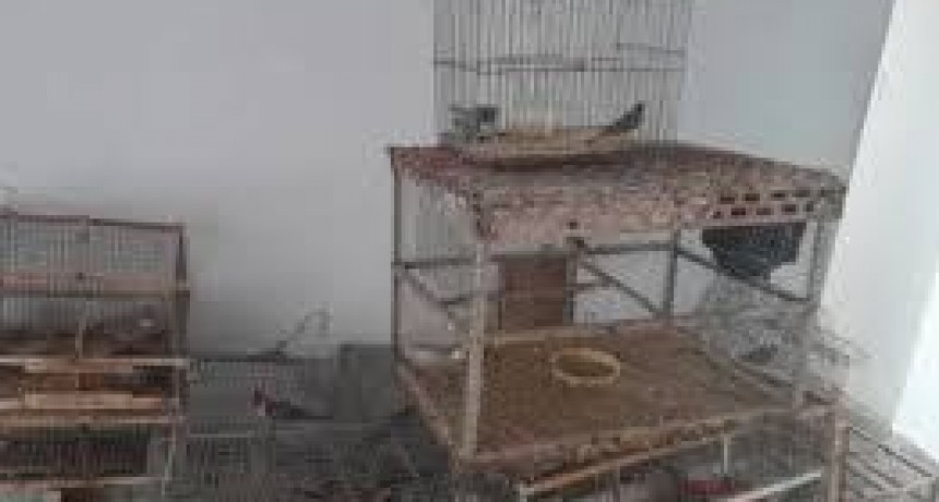 Chimbas: secuestran aves autóctonas en una vivienda del barrio San Francisco