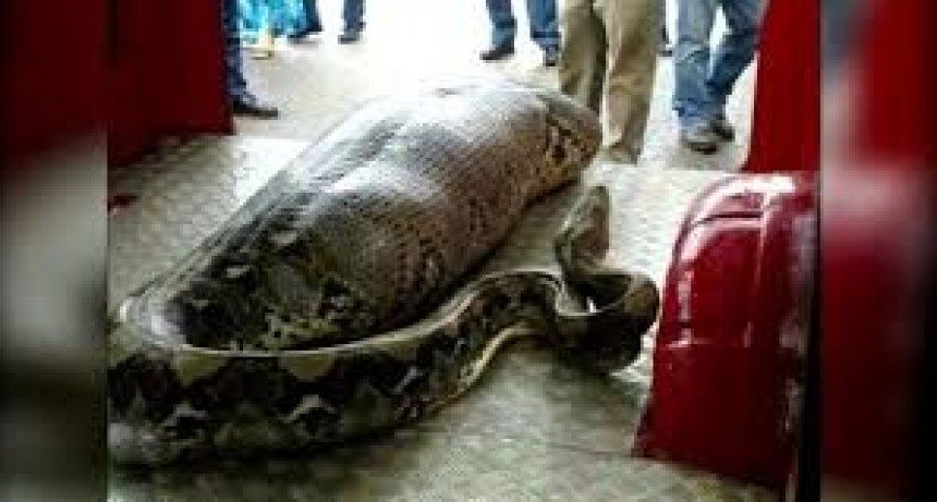  Encuentran una mujer desaparecida dentro de una enorme pitón