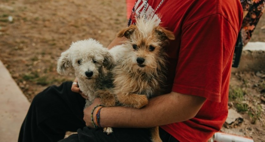 Quirófanos Móviles: Continúa la Campaña de Esterilización Gratuita en San Juan