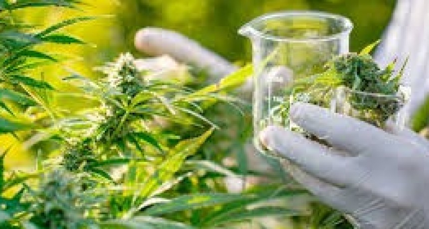 Hito en Argentina: CanMe de San Juan Obtiene la Primera Certificación Orgánica para Cannabis Medicinal