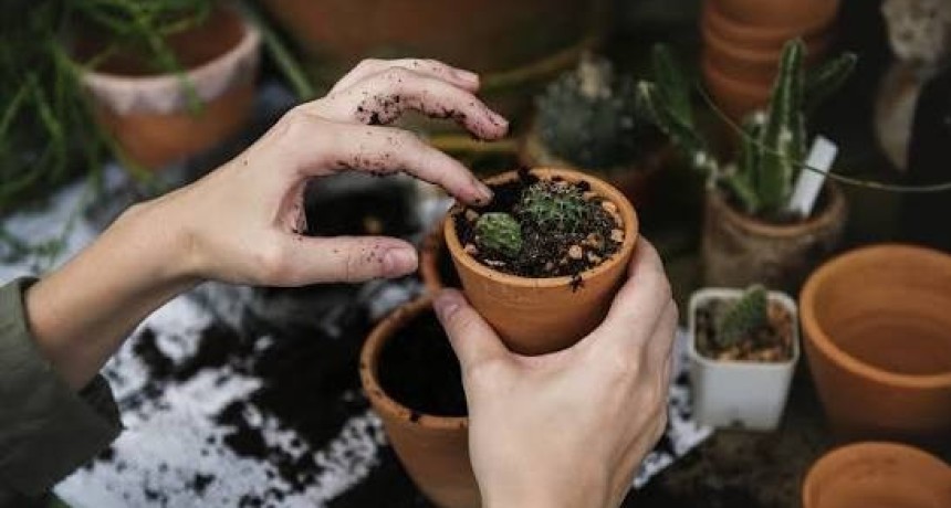 Manos a la tierra: dictar&aacute;n un taller gratuito de plantas en El Mogote