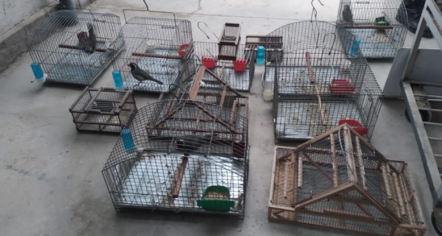 Operativo en Caucete: recuperan 21 aves 